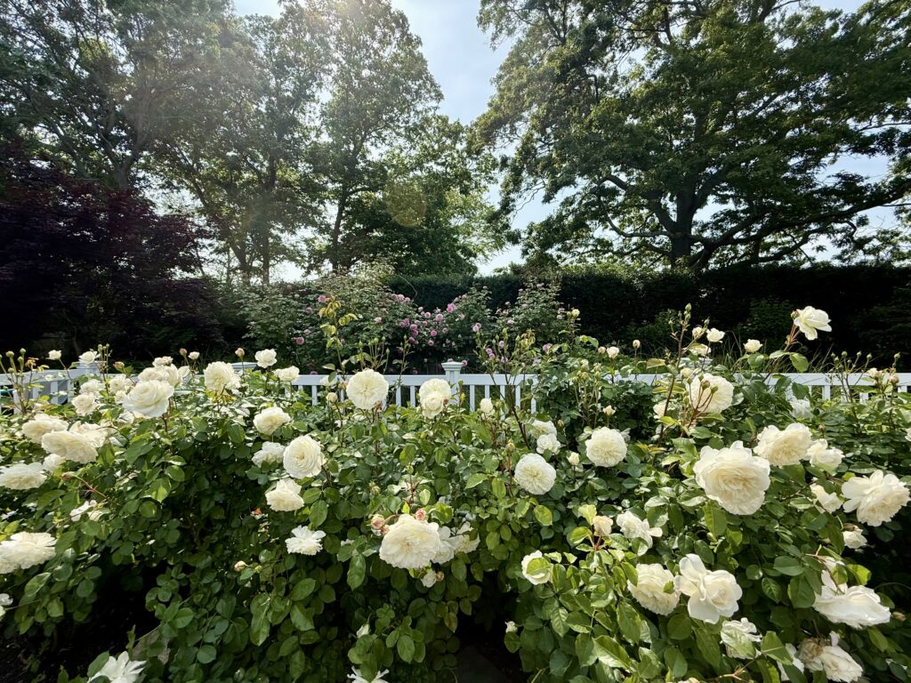 A garden filled with blooming white roses in the foreground, with green bushes and tall trees in the background under a bright, sunny sky.