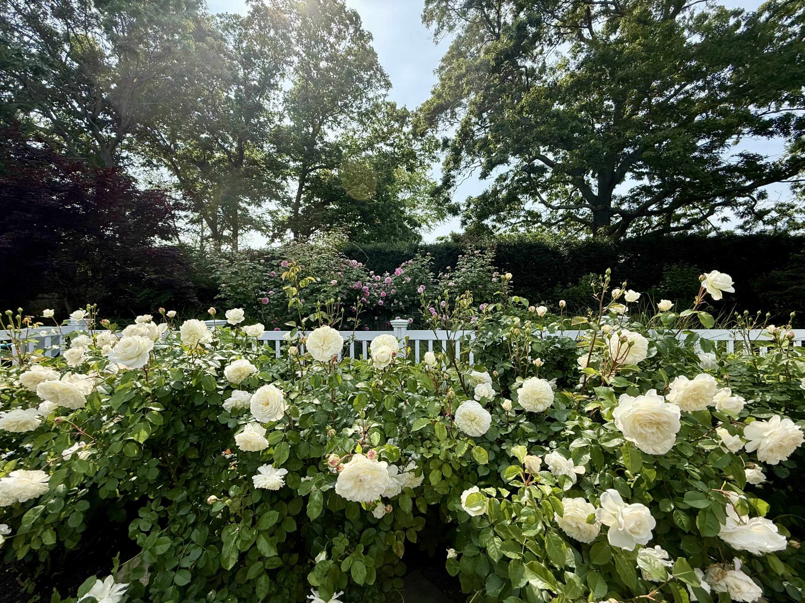 A garden filled with blooming white roses in the foreground, with green bushes and tall trees in the background under a bright, sunny sky.