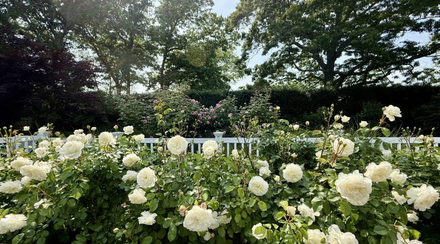 A garden filled with blooming white roses in the foreground, with green bushes and tall trees in the background under a bright, sunny sky.